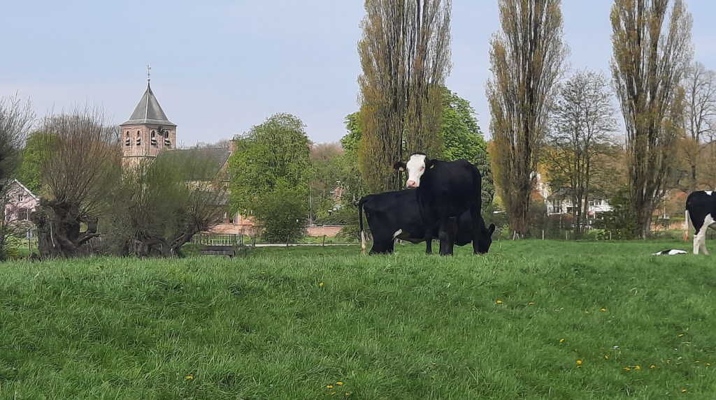 Koeien op de dijk met op de achtergrond een kerktoren