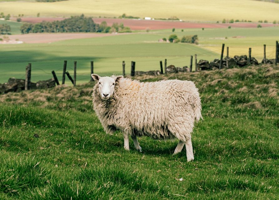 Weerwoord tegen het ‘Partij voor de&nbsp;Dieren-geloof’